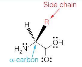 Alpha-amino acid structure