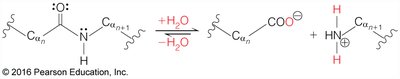 Protease cleavage sites