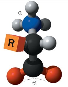 Ball-and-stick model of a zwitterionic amino acid