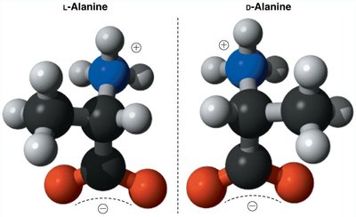 L- and D-alanine stereochemistry