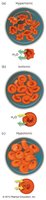 Osmosis in red blood cells