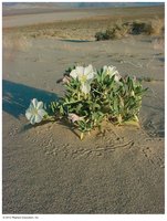Eureka Dunes evening primrose