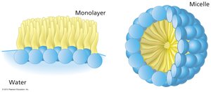 Monolayer and micelle formation by detergents