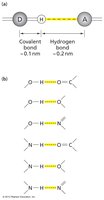 Hydrogen bond examples in biomolecules