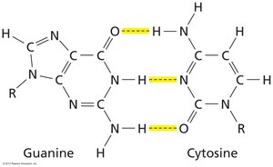 Hydrogen bonding in DNA base pairs