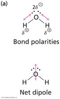 Bond polarities and net dipole in water