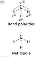 Polarity in ammonia
