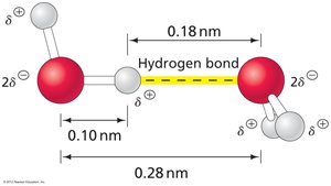 Hydrogen bond geometry and strength