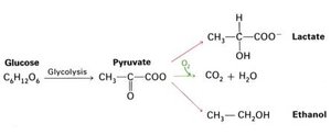 Fates of pyruvate: conversion to lactate, ethanol, or entry into the citric acid cycle