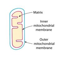 Diagram of mitochondrion showing matrix, inner and outer membranes
