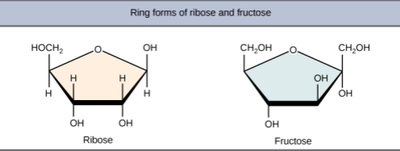 Ring forms of ribose and fructose