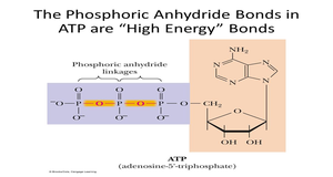 ATP structure and high-energy bonds