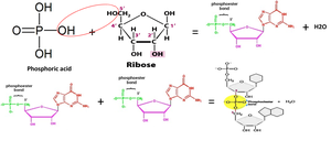 Formation of phosphodiester bonds