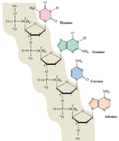Polynucleotide structure