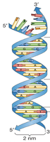 DNA double helix with grooves