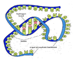 DNA double helix dimensions