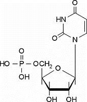 Nucleotide structure