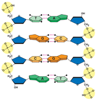 DNA association with histones and nucleosome structure