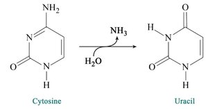 DNA double helix and nucleosome