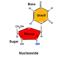 Nucleoside structure (Uracil and Ribose)