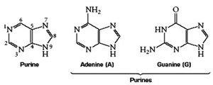 Purine bases: Adenine and Guanine