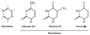 Pyrimidine bases: Cytosine, Thymine, Uracil