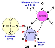 Deoxynucleotide structure