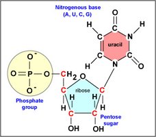 Ribonucleotide structure