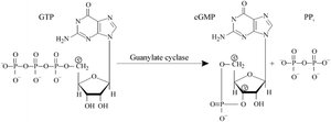 GTP to cGMP conversion