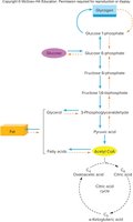 Pathways of glucose, fat, and protein metabolism