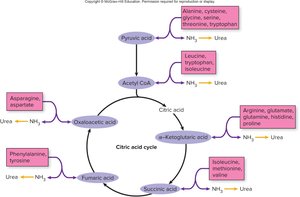 Amino acid metabolism and citric acid cycle