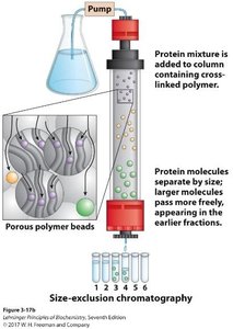 Size exclusion chromatography column diagram