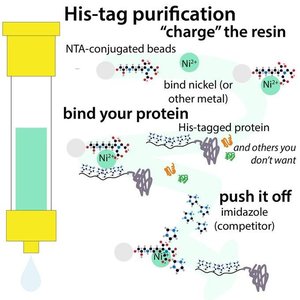 His-tag purification workflow