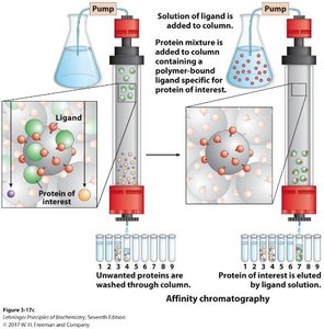 Affinity chromatography column diagram