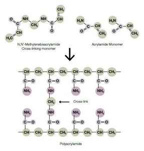 Polyacrylamide gel formation