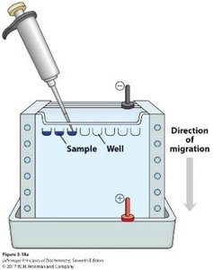 SDS-PAGE gel loading and migration