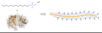SDS binding to protein