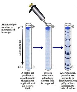 Isoelectric focusing workflow