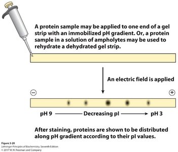 Isoelectric focusing gel strip