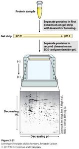 2D-gel electrophoresis workflow