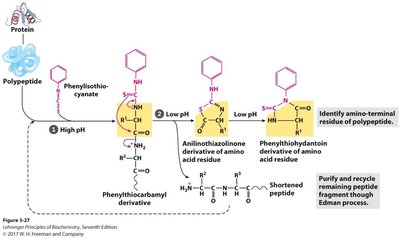 Edman degradation workflow