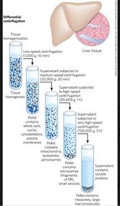 Differential centrifugation workflow