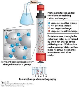 Ion exchange chromatography column diagram