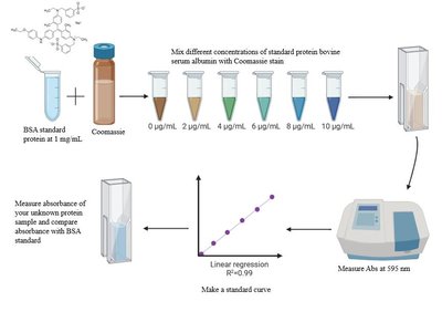 Bradford assay workflow and standard curve