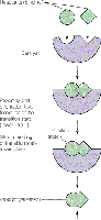 Enzyme-substrate complex formation and catalysis