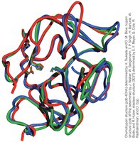 Structural comparison of chymotrypsin, trypsin, and elastase