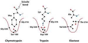 Specificity pockets of serine proteases
