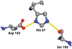 Catalytic triad of chymotrypsin