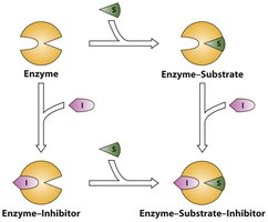 Competitive inhibition: Lineweaver-Burk plot