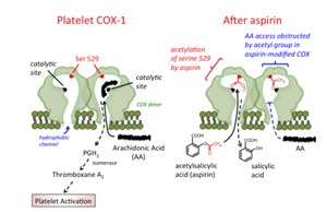 Irreversible inhibition: aspirin and COX-1